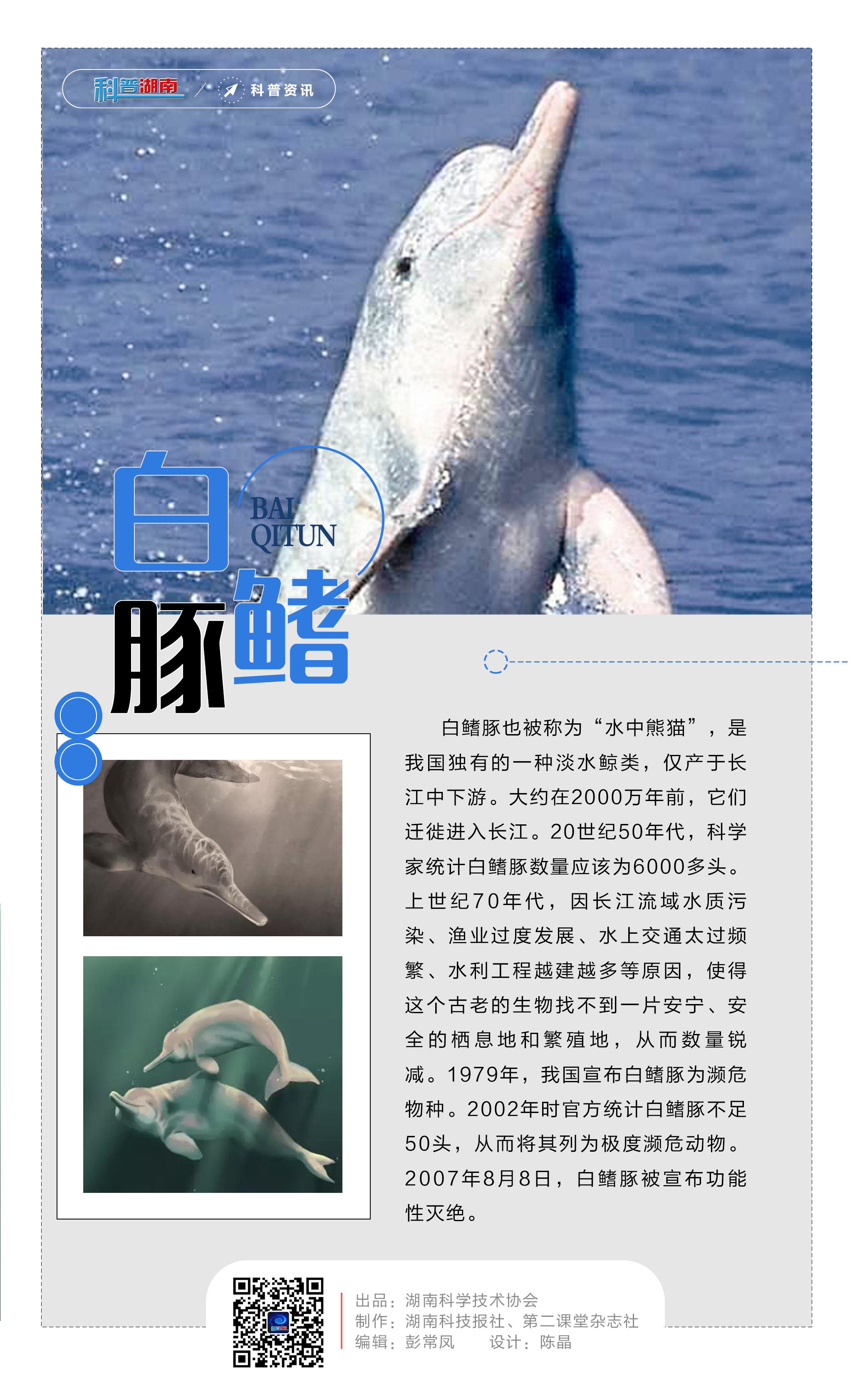 5白鳍豚.jpg